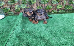 Teckel Miniatura perros en venta: TECKEL KANNINCHEN ARLEQUIN  - Imagen 1