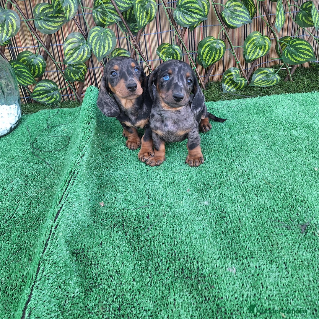 Teckel Miniatura perros en venta: TECKEL KANNINCHEN ARLEQUIN  - Imagen 1