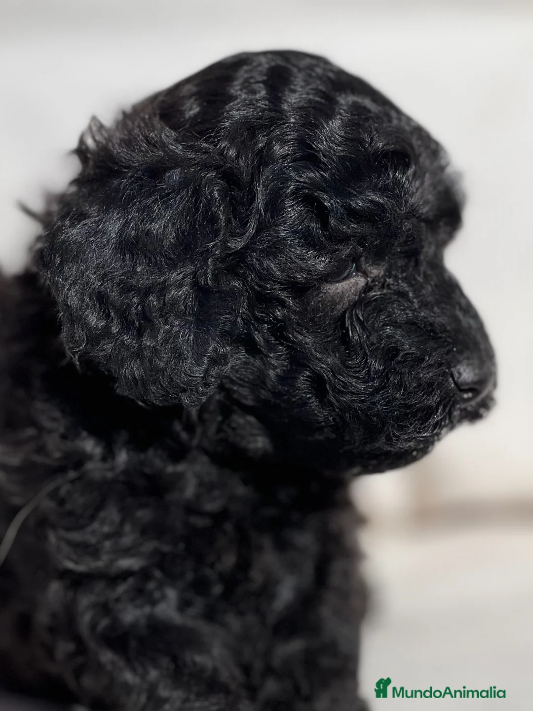 Caniche Toy perros en venta: PRECIOSA  CANICHE TOY NEGRA COMO EL EBANO - Anuncio 2