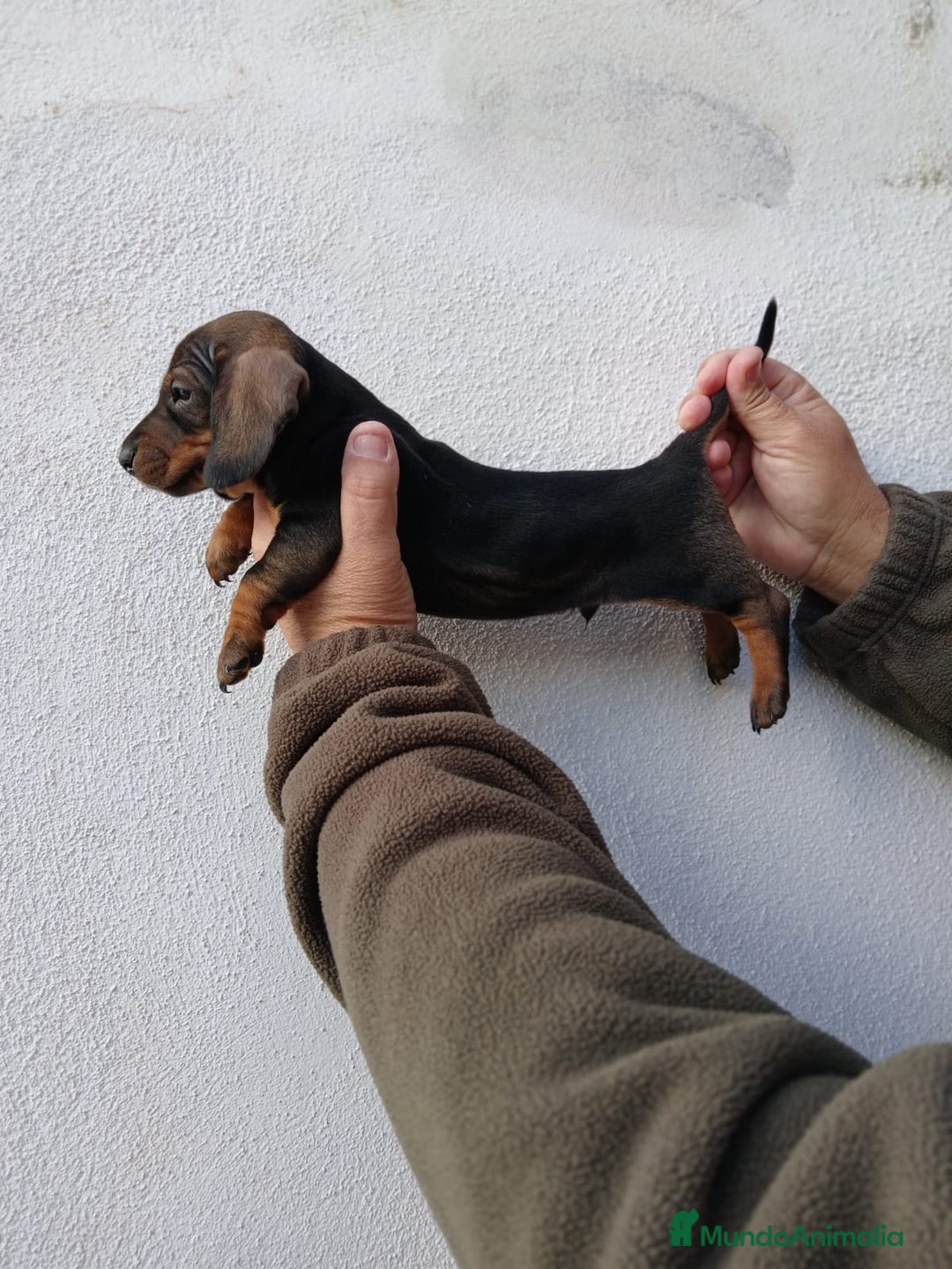 Teckel Miniatura perros en venta: camada teckel arlequín y todos los colores  - Anuncio 7