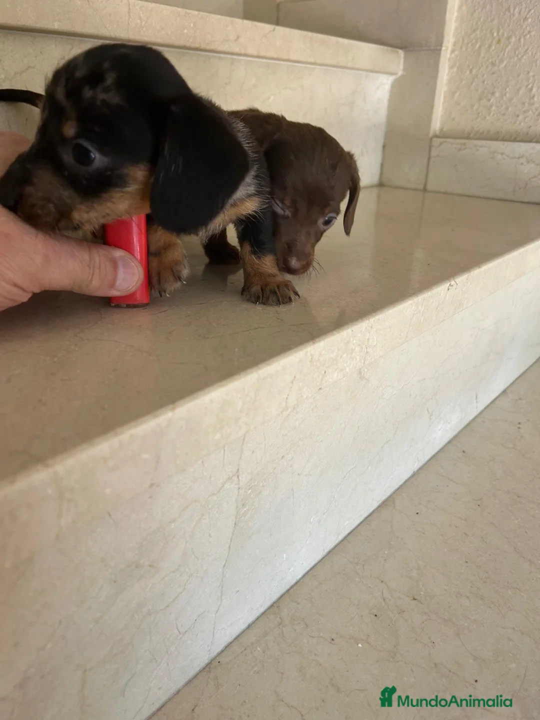 Teckel perros en venta: Teckel kanichen maxima calidad - Anuncio 2