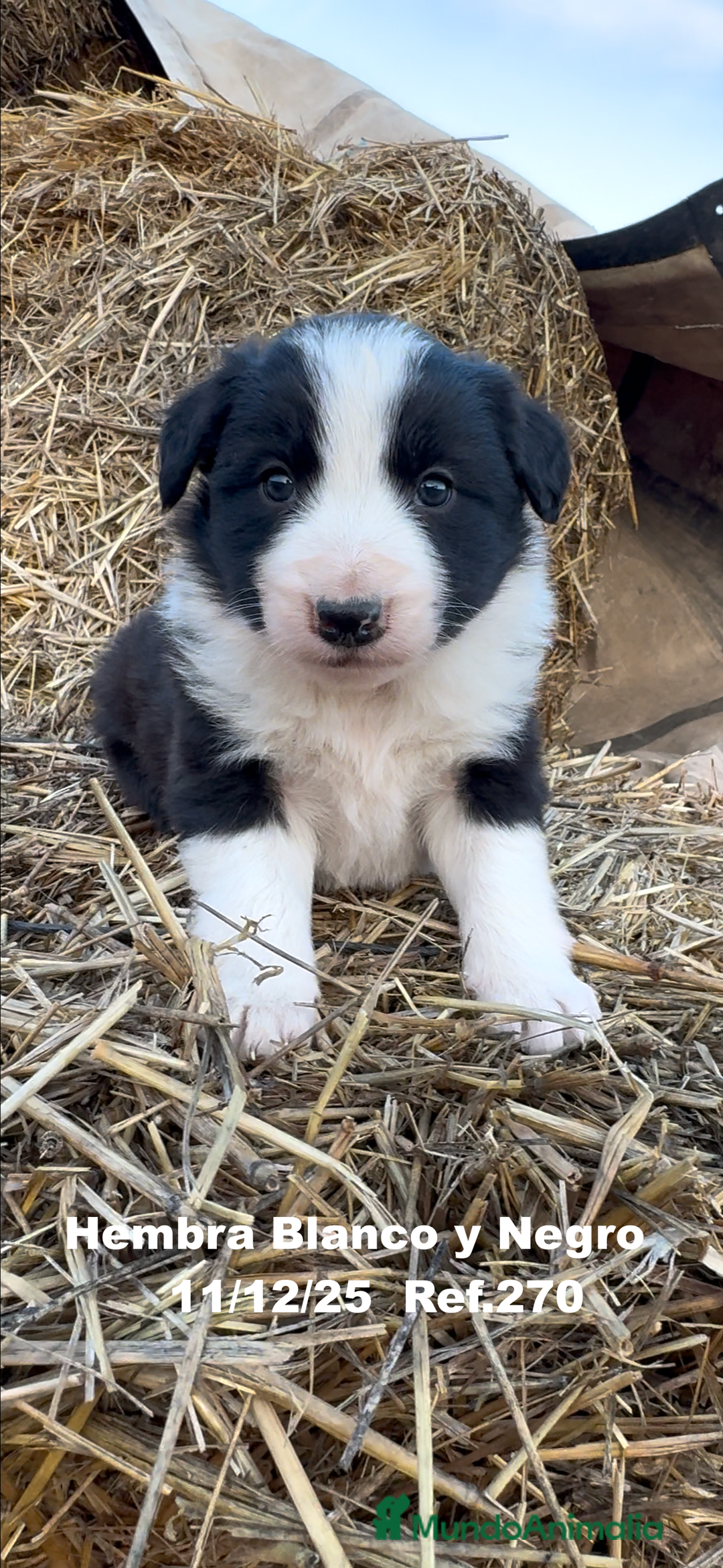 Border Collie perros en venta: Border Collie - Anuncio 12