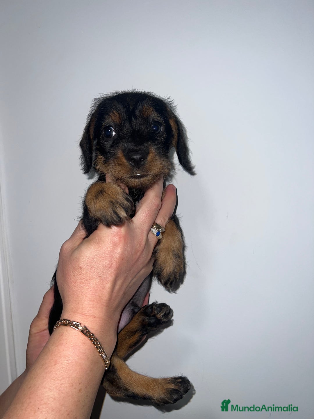 Teckel perros en venta: CACHORRO DE TECKEL PELO DURO MACHO  - Anuncio 3