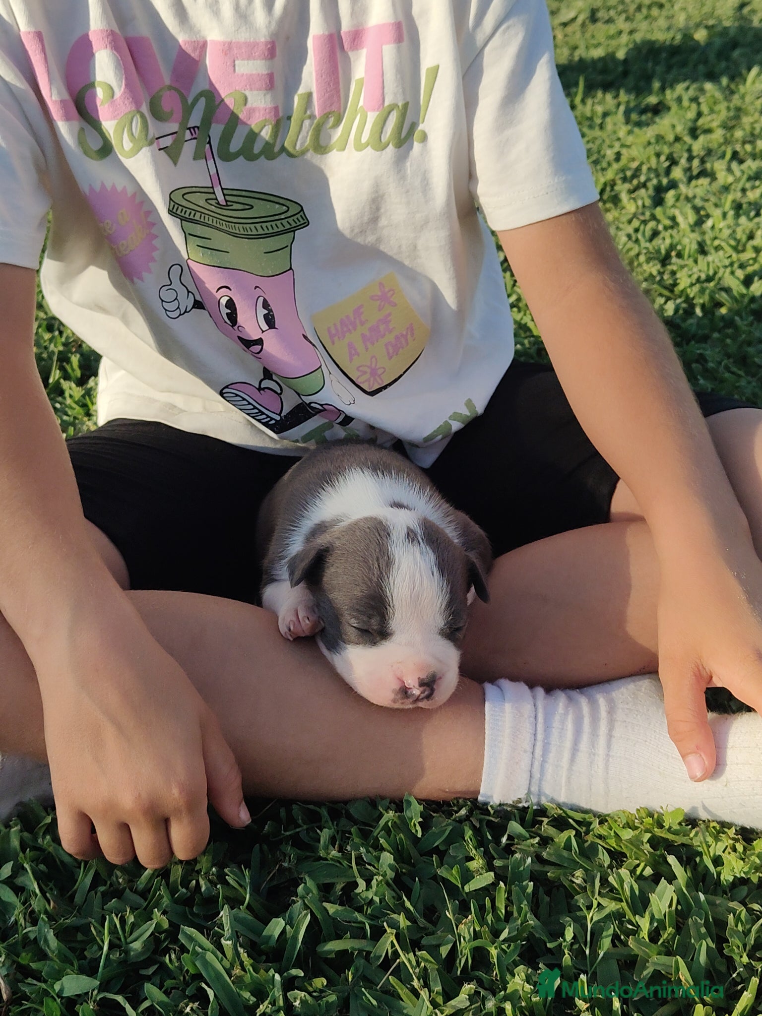American Staffordshire-Terrier perros en venta: PEDIGREE AMERICAN STAFFORDSHIRE TERRIER BLUE  - Anuncio 4