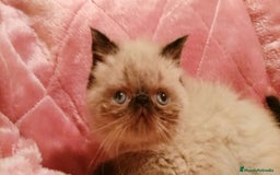 Himalayo gatos en venta: Persas himalayos - Imagen 1