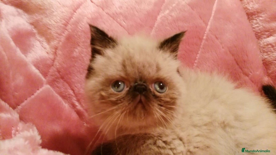 Himalayo gatos en venta: Persas himalayos - Imagen 1