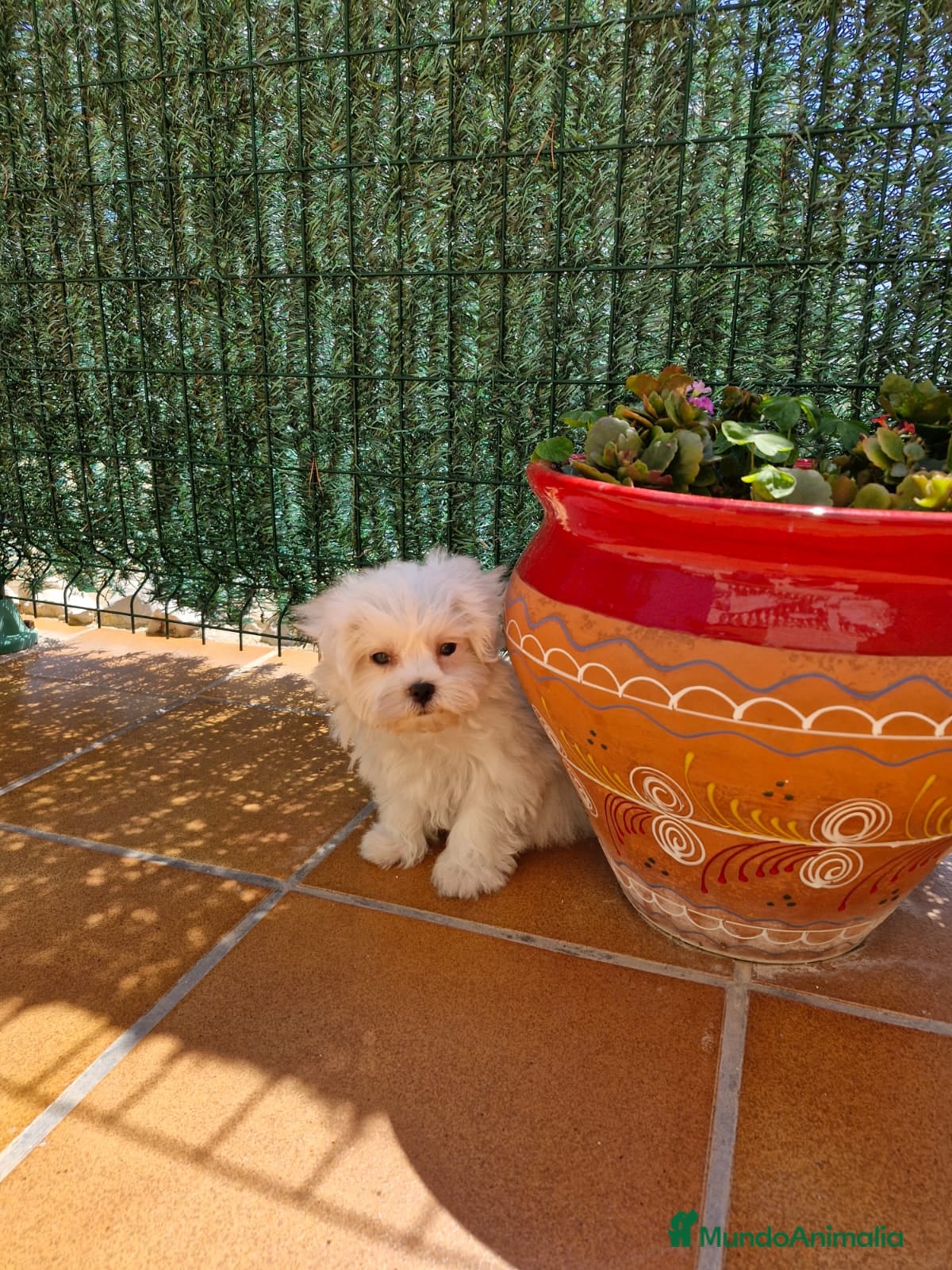 Bichón Maltés perros Bichón Maltés  en Barcelona - Anuncio 2
