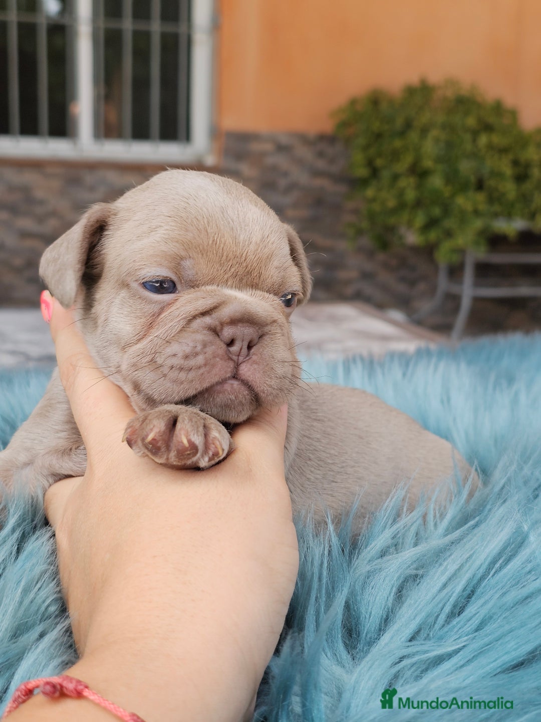 Bulldog Francés perros en venta: Bulldog francés isabella  - Imagen 3