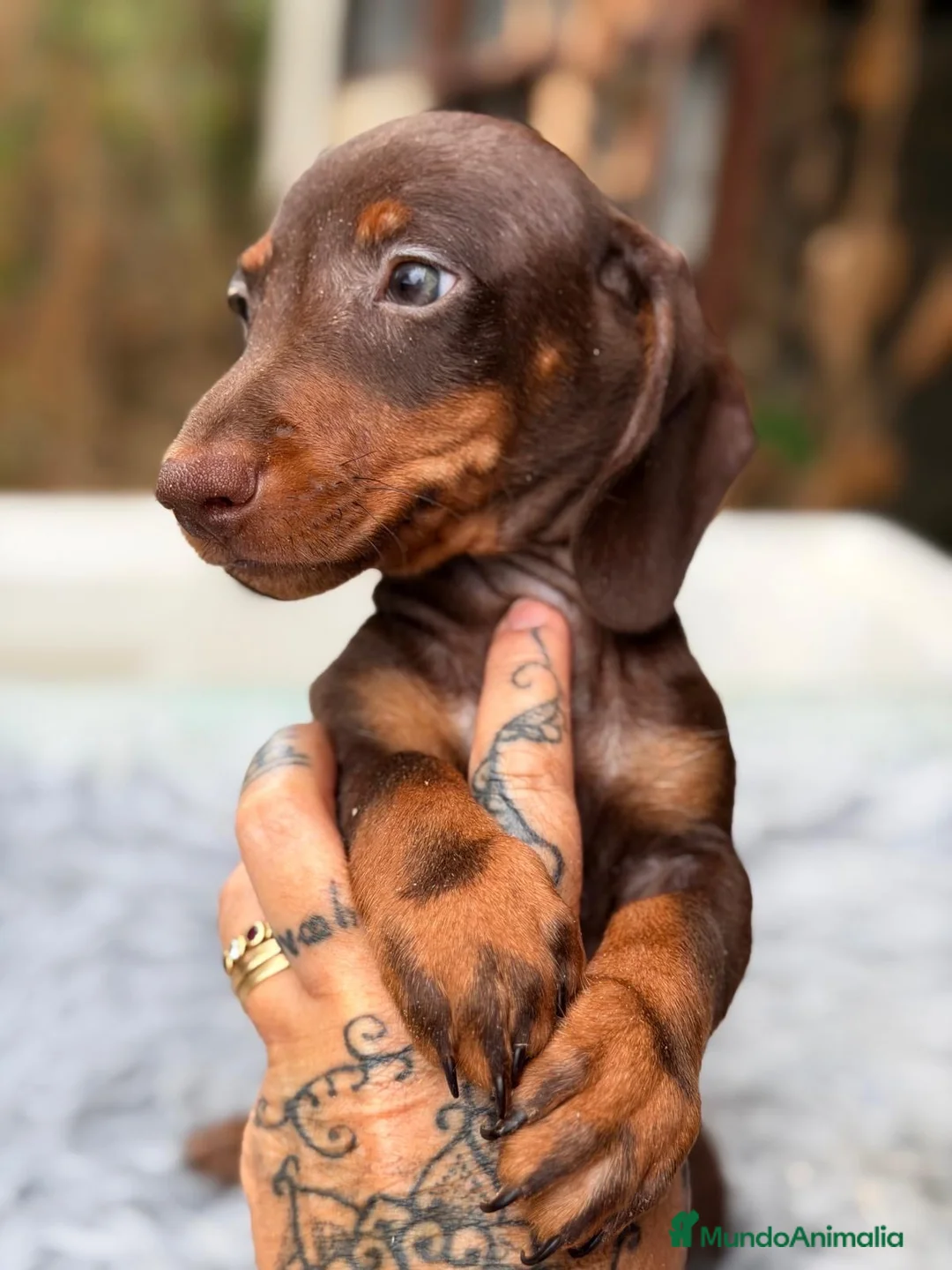 Teckel Miniatura perros en venta: Camadas Teckel diferentes colores 🐾 - Anuncio 14