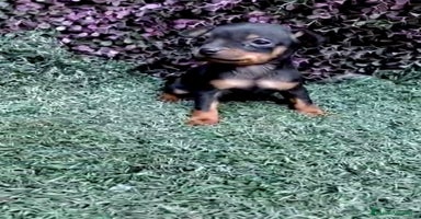 Pinscher Miniatura perros - Anuncio 6