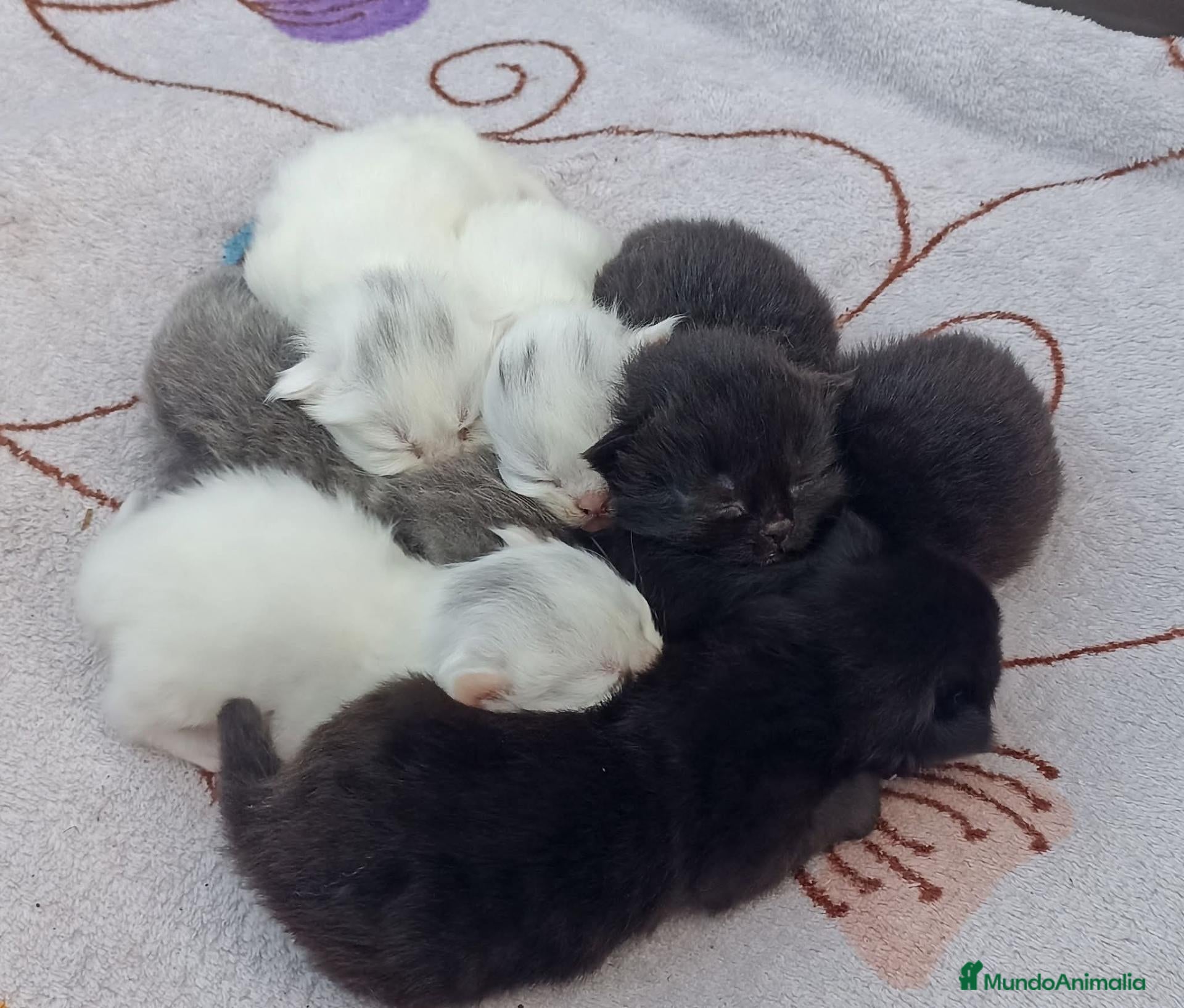 Persa gatos Persas  - Anuncio 2