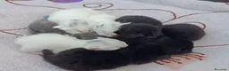Persa gatos en venta: Persas  en La Coruña - Anuncio 1