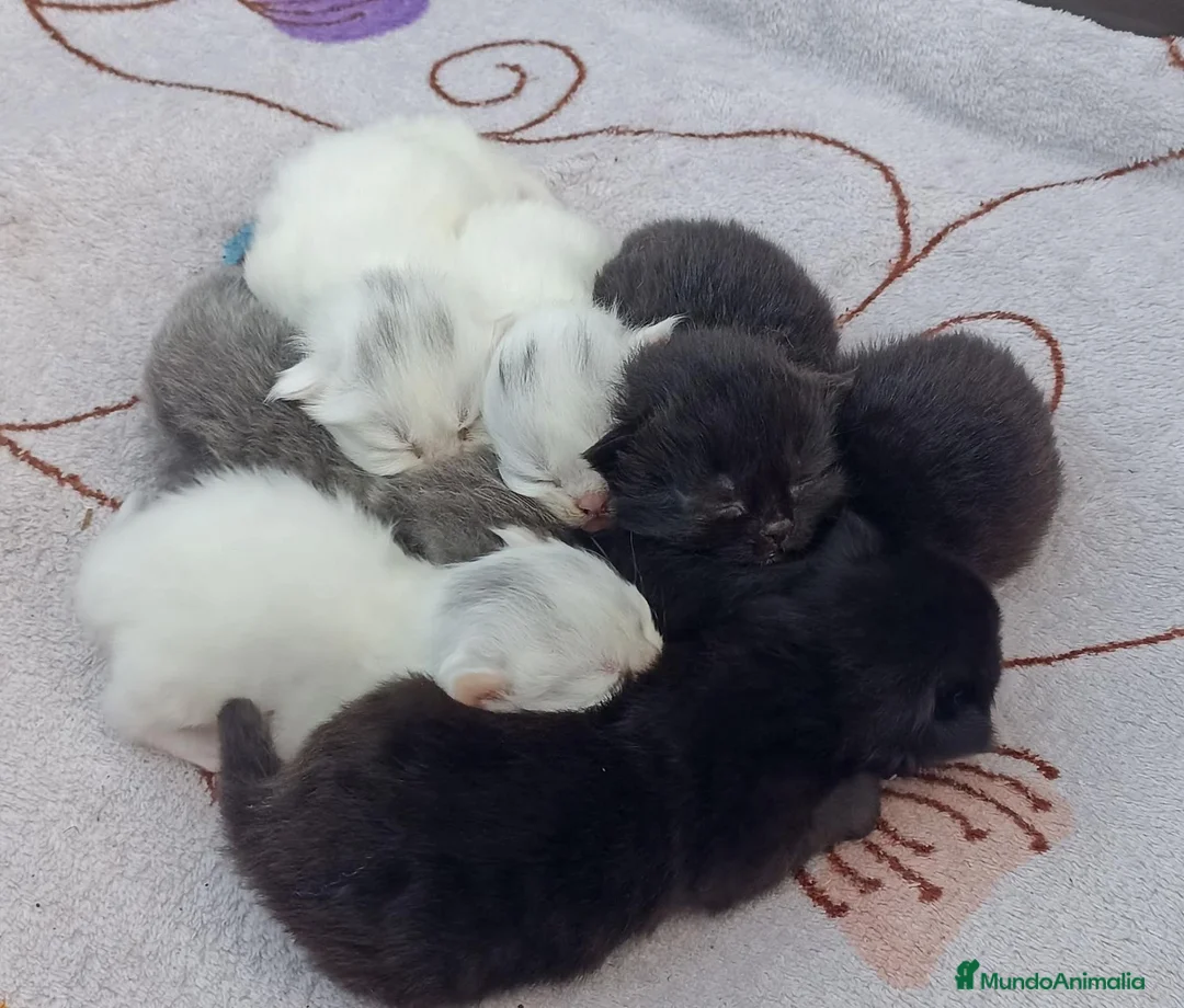 Persa gatos en venta: Persas  en La Coruña - Anuncio 1