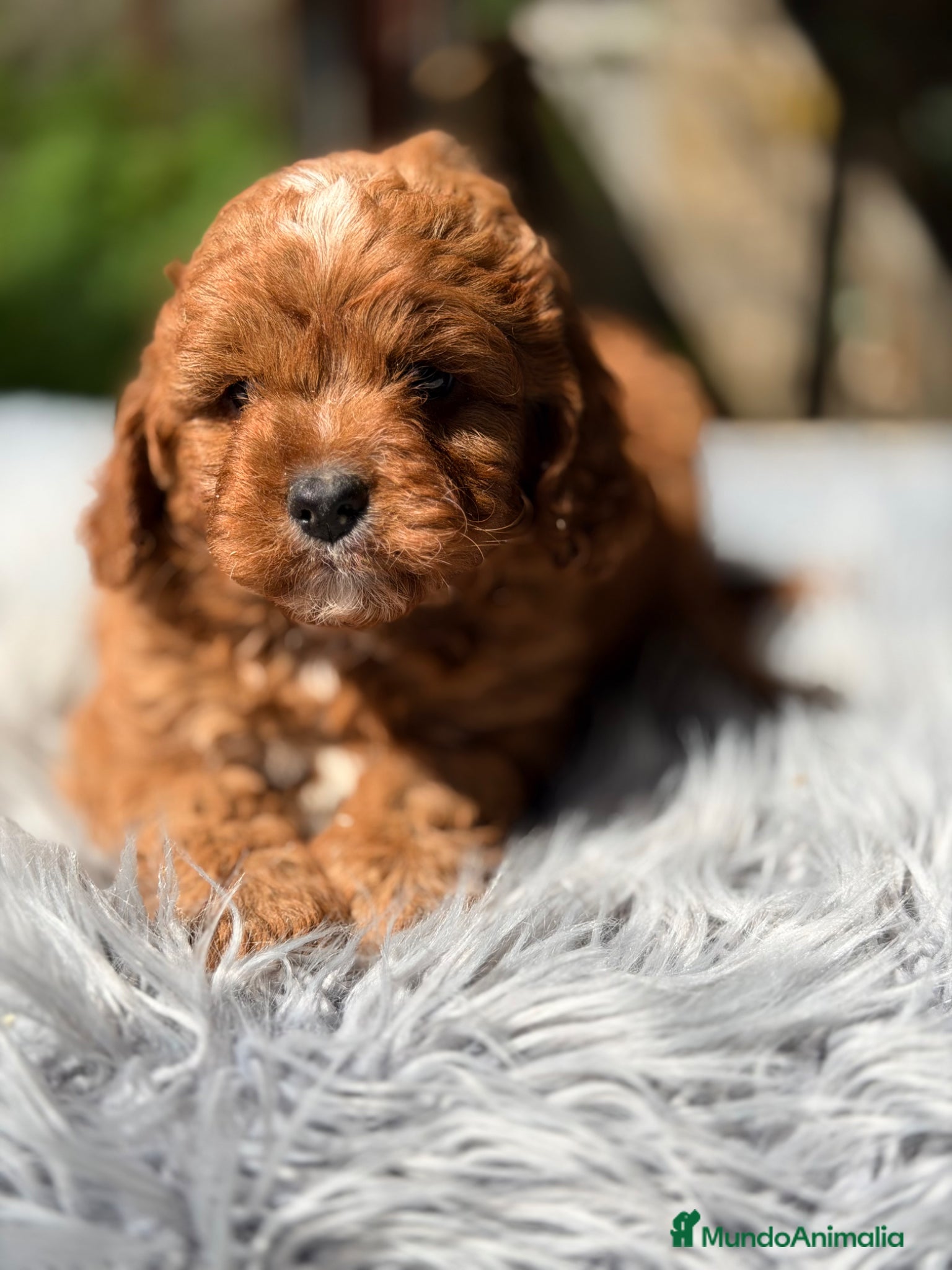 Cavapoo perros Cavapoo rojo mini  - Anuncio 2