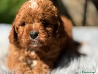 Cavapoo perros Cavapoo rojo mini - Anuncio 3