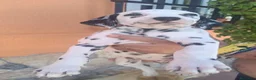 Dálmata perros en venta: Dalmata disponible  - Anuncio 1