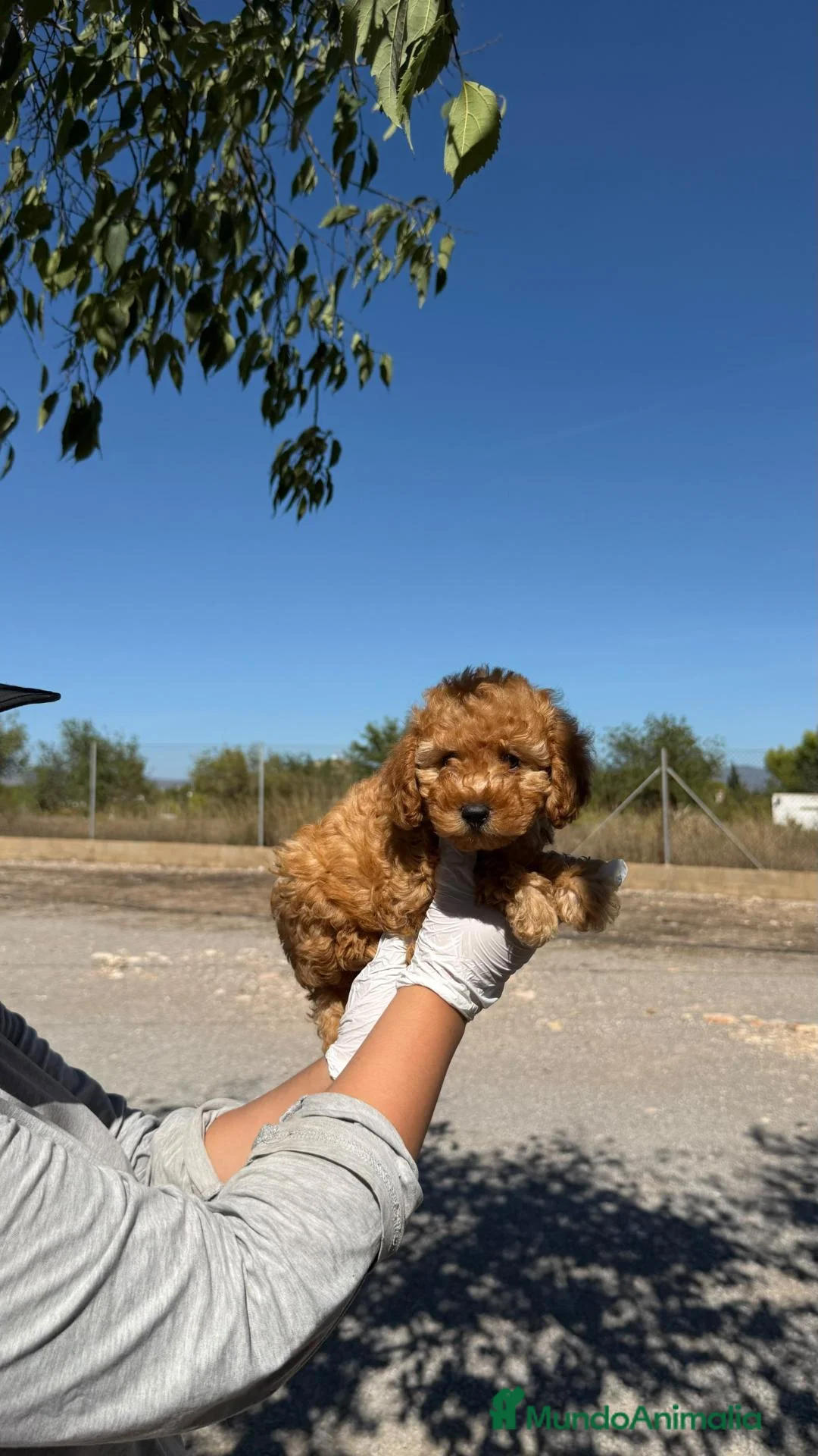 Caniche Enano perros en venta: CANICHE APRICOT - ✅ CACHORRO DISPONIBLE - Anuncio 2