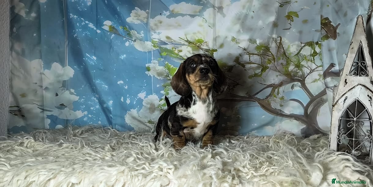 Teckel perros Teckel kanichen  - Anuncio 2