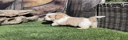 Raza Mixta perros en venta: Maltalier  - Anuncio 3