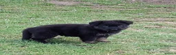 Pastor Alemán perros en venta: Cachorros pastor aleman - Anuncio 4