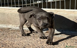 Cane Corso perros en venta: CANE CORSO HEMBRA! en Barcelona - Imagen 3