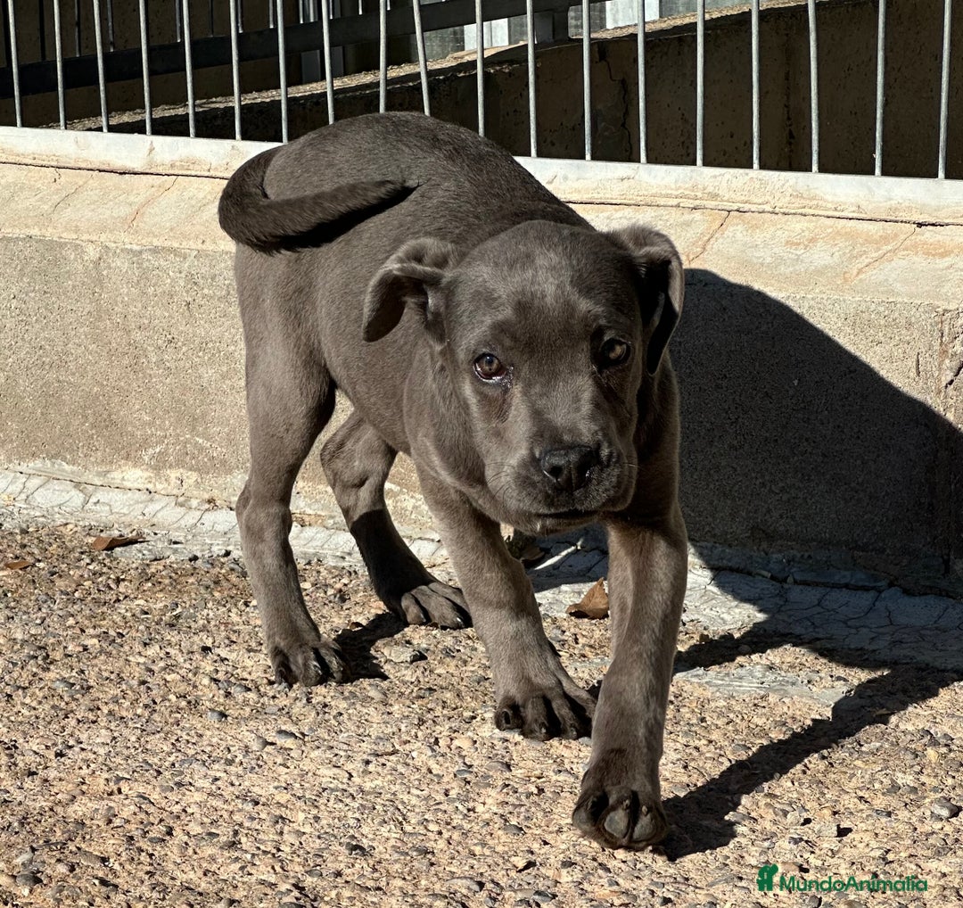 Cane Corso perros en venta: CANE CORSO HEMBRA! en Barcelona - Imagen 3