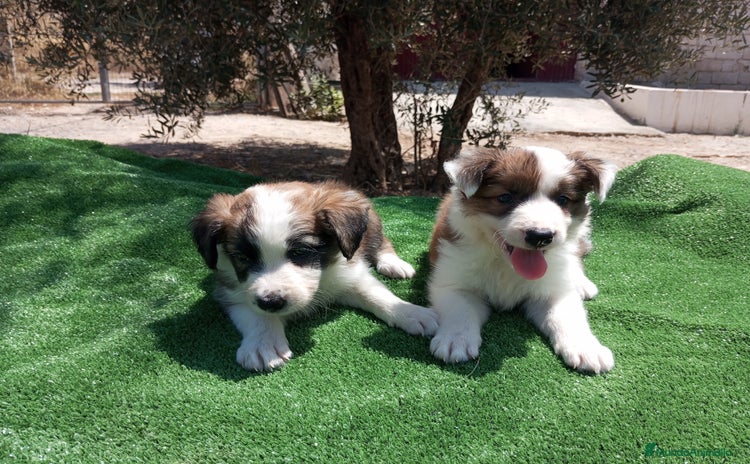 Border Collie perros - Anuncio 1