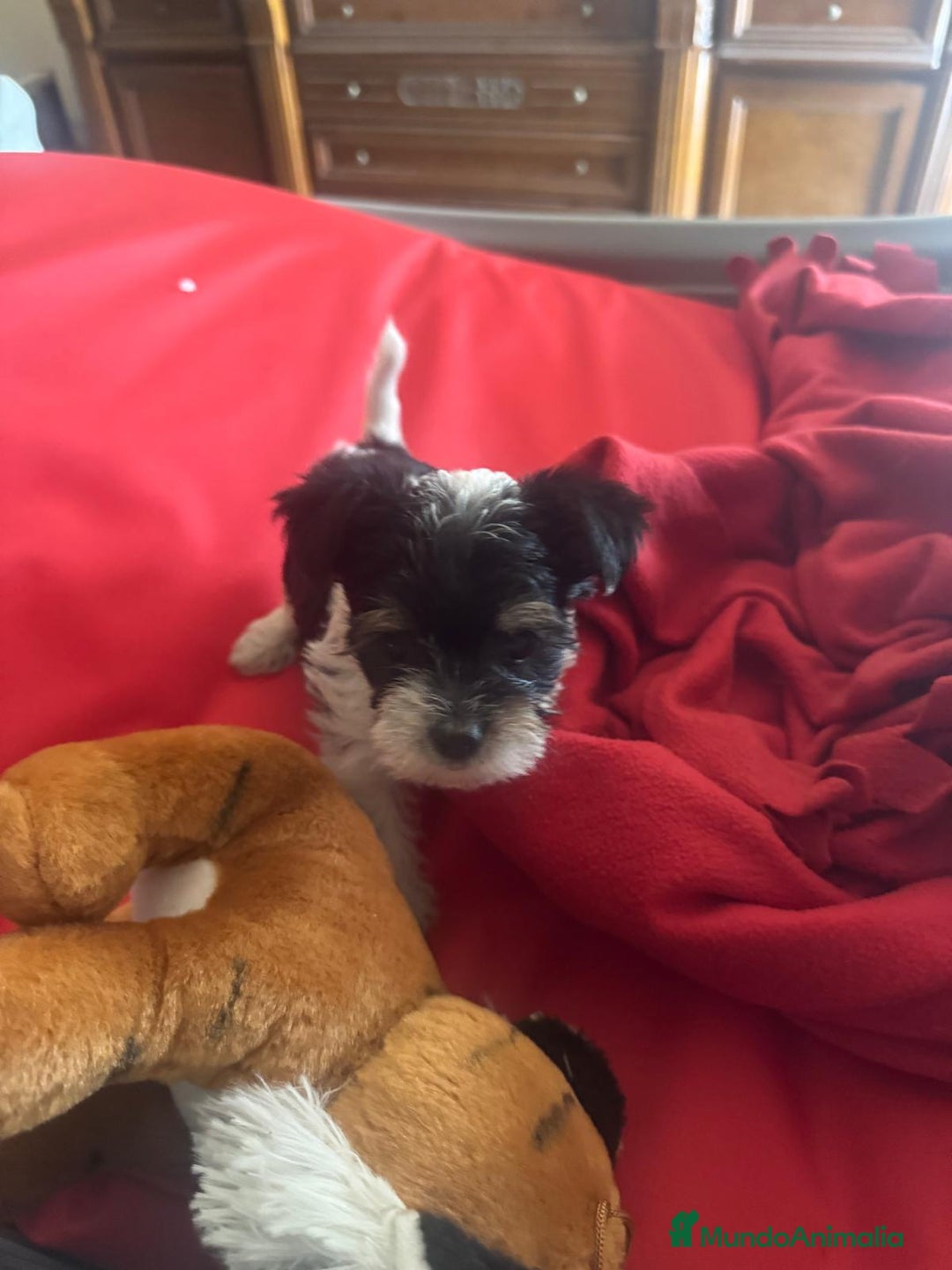 Biewer Yorkshire Terrier a la Pom Pon perros en venta: Biewer yorkshire  - Imagen 2