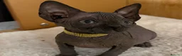 Sphynx gatos en venta: Sphynx  - Anuncio 3