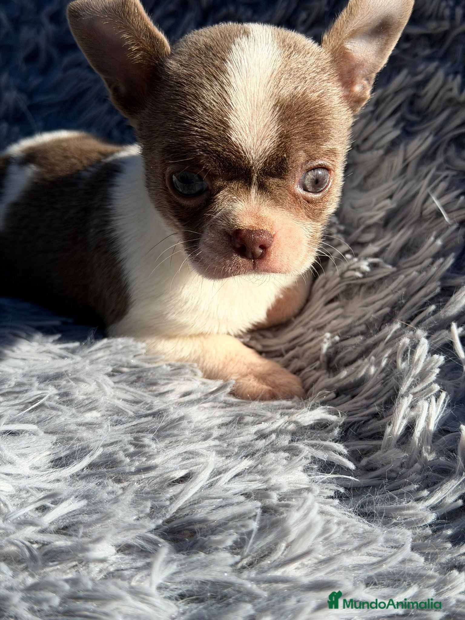 Chihuahua perros Chihuahua blanco y blue - Anuncio 2