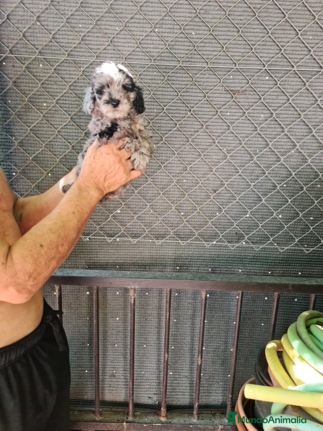 Teckel Miniatura perros en venta: Teckel macho mini arlequín  - Imagen 10