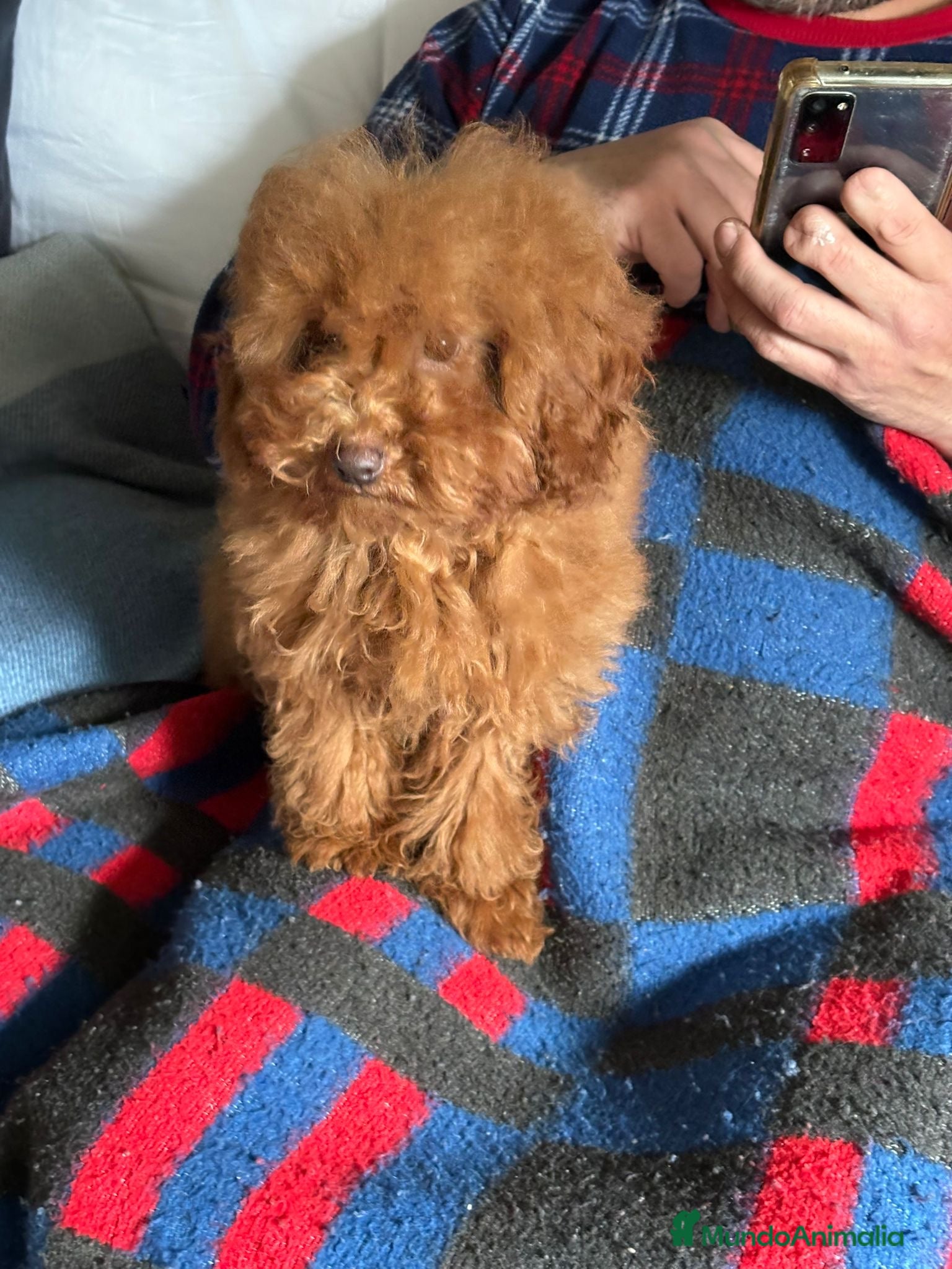 Caniche Enano perros 🐶Caniche Enano Rojo Precioso🐾 - Anuncio 2