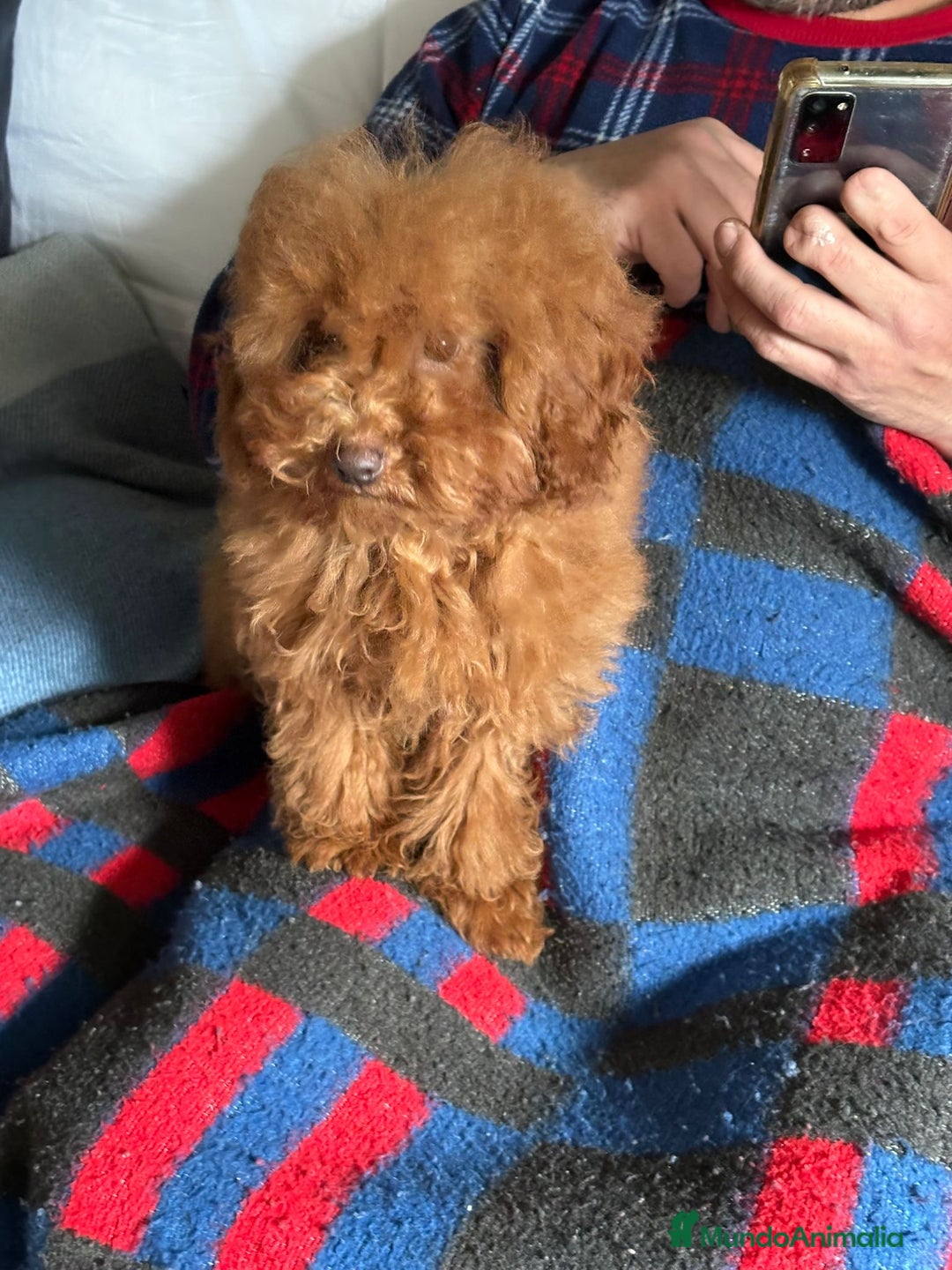 Caniche Enano perros en venta: 🐶Caniche Enano Rojo Precioso🐾 - Anuncio 2