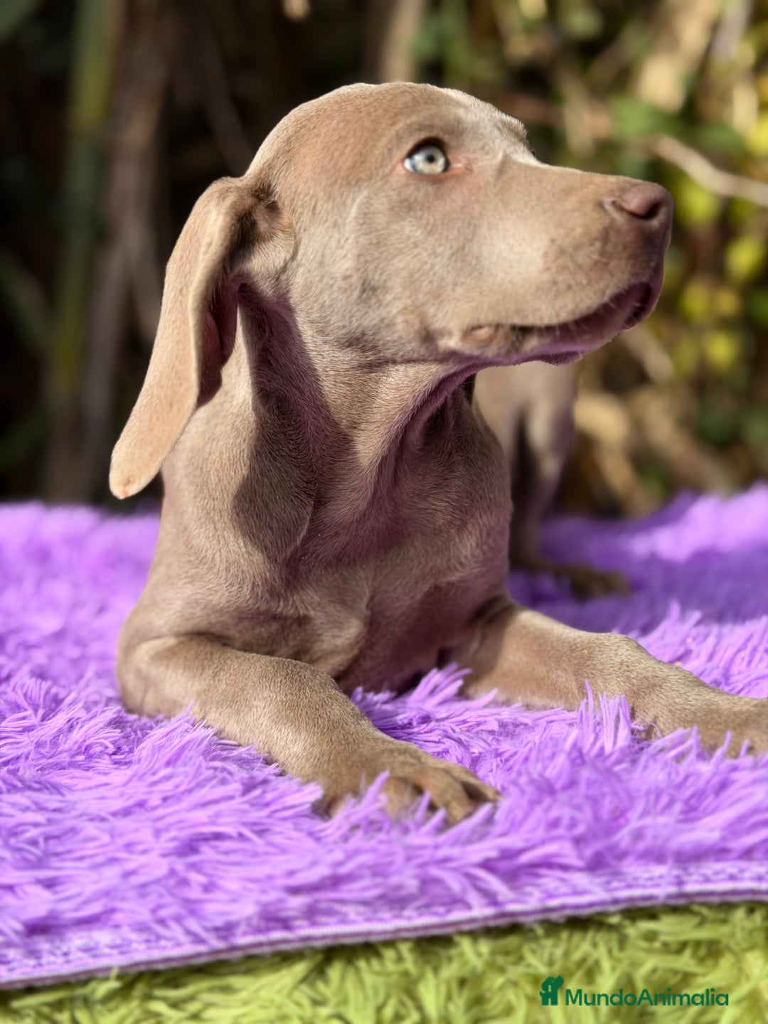 Weimaraner perros en venta: Braco de Weimar disponible - Anuncio 5