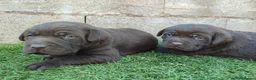 Labrador Retriever perros en venta: CACHORROS DE LABRADOR  - Anuncio 5