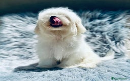Bichón Maltés perros en venta: Bichon maltés toy  - Imagen 2