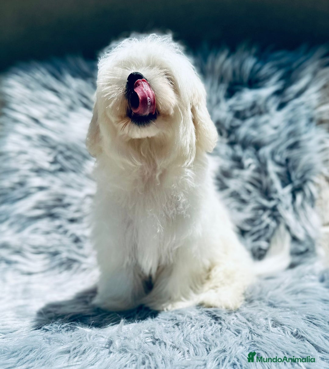 Bichón Maltés perros en venta: Bichon maltés toy  - Imagen 2