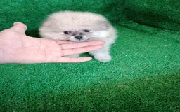 Pomerania perros en venta: Perro Pomerania, cachorritos nacionales  - Imagen 8