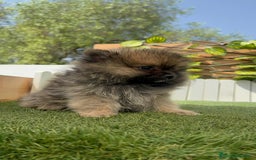 Pomerania perros en venta: POMERANIA MACHO - Imagen 14