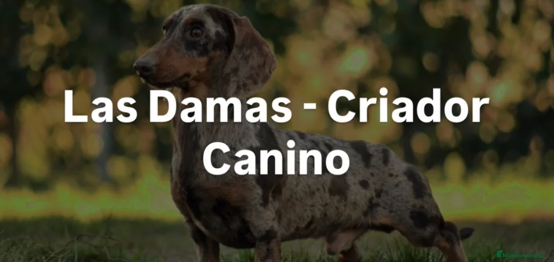 Imagen de galería {{count}}