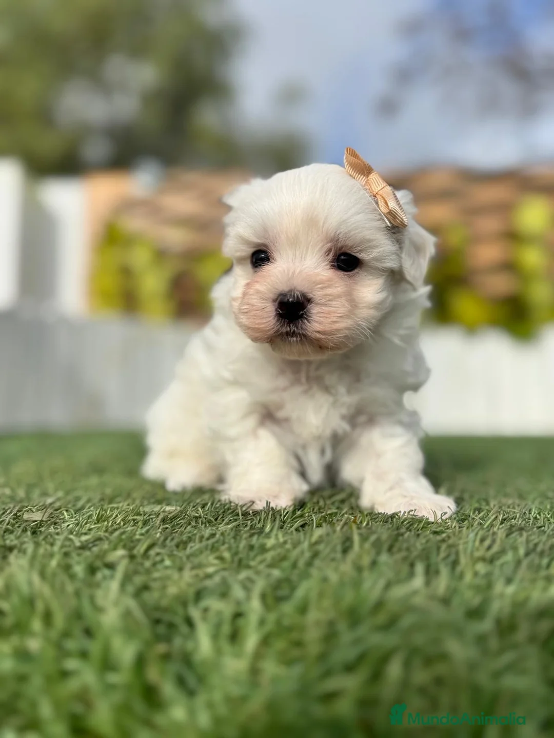 Bichón Maltés perros en venta: BICHÓN MALTÉS MACHO - Anuncio 5