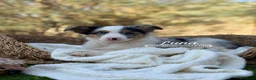 Border Collie perros en venta: BORDER COLLIE MERLE HEMBRA - Anuncio 5