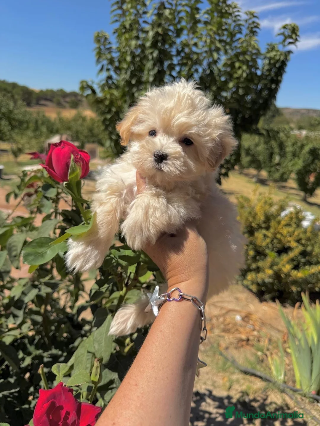 Maltipoo perros en venta: Maltipoo preciosos cachorros !!! - Anuncio 5