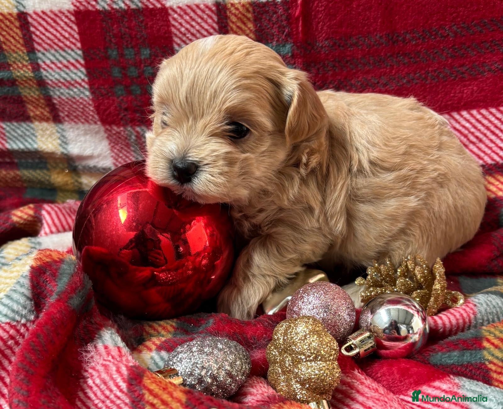 Maltipoo perros en venta: Maltipoo Toy, entrega en Diciembre - Anuncio 1