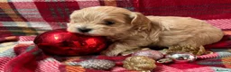 Maltipoo perros en venta: Maltipoo Toy, entrega en Diciembre - Anuncio 1