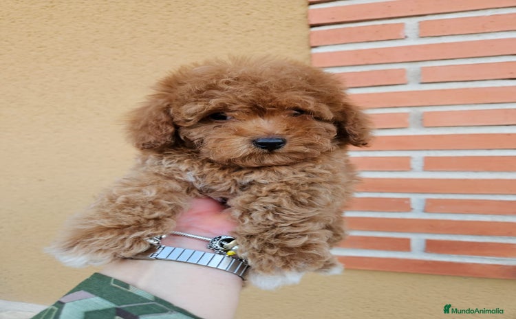 Caniche Toy perros - Anuncio 1