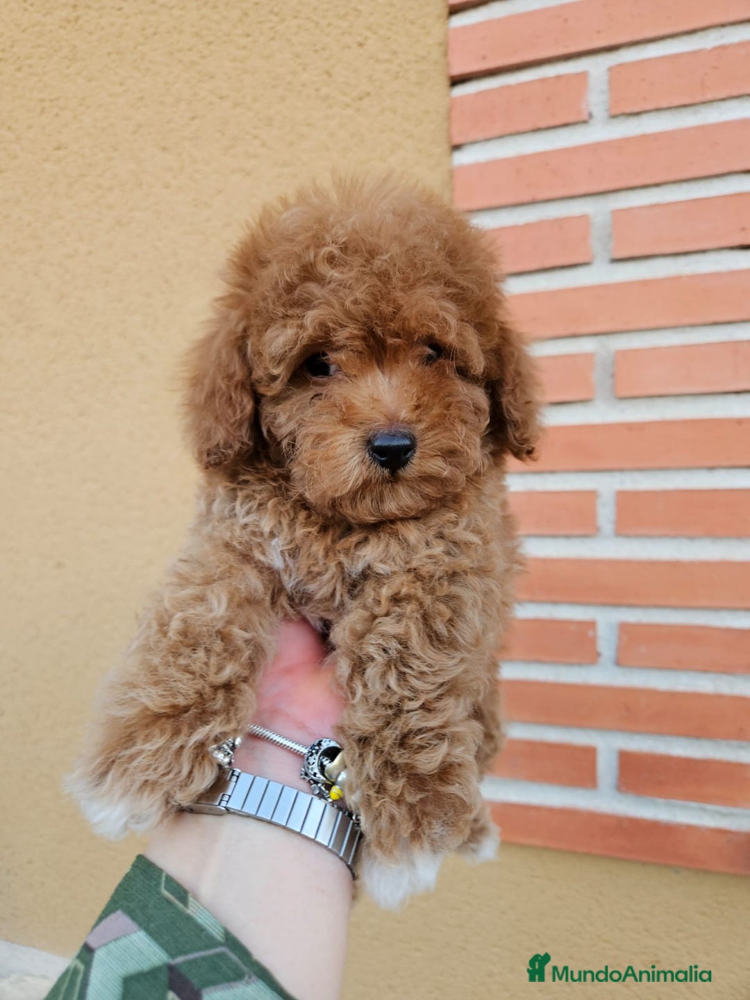 Caniche Toy perros en venta: Excelente cachorro caniche Toy rojo - Imagen 1