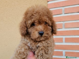 Caniche Toy perros - Anuncio 26