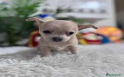 Chihuahua perros en venta: CHIHUAHUA HEMBRA - Anuncio 15
