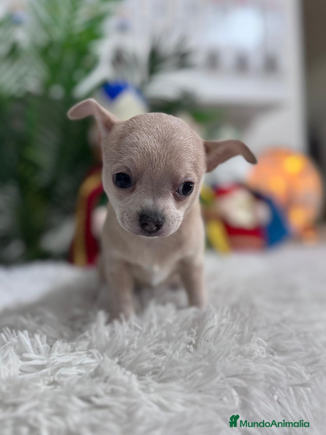 Chihuahua perros en venta: CHIHUAHUA HEMBRA - Anuncio 15